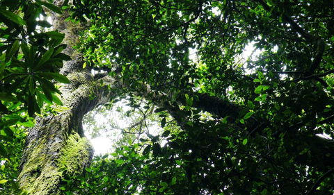 Wollumbin National Park - Sydneys Hotel 1
