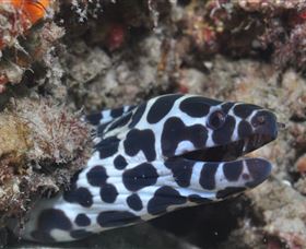 Curtain Artificial Reef Dive Site - Sydneys Hotel 2