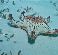The Pines Dive Site - Sydneys Hotel