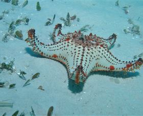 The Pines Dive Site - Sydneys Hotel 0