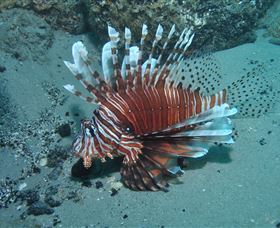 The Pines Dive Site - Sydneys Hotel 1