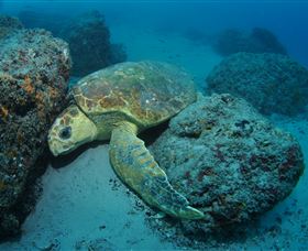 The Pines Dive Site - Sydneys Hotel 3