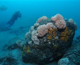 The Pines Dive Site - Sydneys Hotel 2