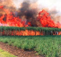 Reeves Family Sugar Cane Farm - Sydneys Hotel