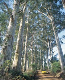 The Great Forest Trees Drive - Sydneys Hotel 0