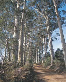 The Great Forest Trees Drive - Sydneys Hotel 1