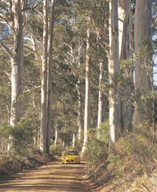 The Great Forest Trees Drive - Sydneys Hotel 2