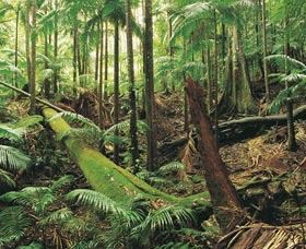 Wollumbin-Mount Warning National Park - Sydneys Hotel 0