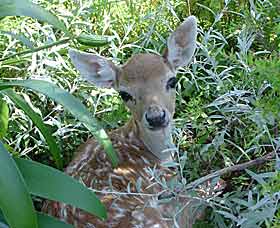 Mesopotamia Lodge Deer Park - Sydneys Hotel 0