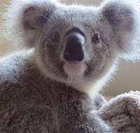 Koala Care Centre in Lismore - Sydneys Hotel