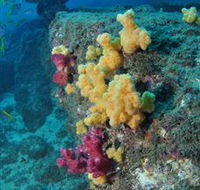 Shag Rock Dive Site - Sydneys Hotel