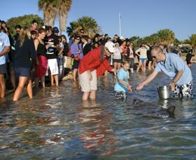 Dolphins Of Monkey Mia - Sydneys Hotel 1