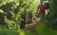 Cullen Wines - thumb 2