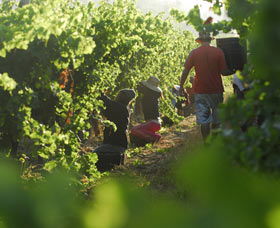 Cullen Wines - Sydneys Hotel 2