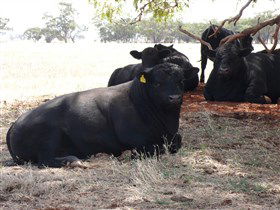 Denham Farm Beef And Lamb - Sydneys Hotel 1