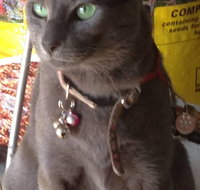 Pets and Saddles - Sydneys Hotel