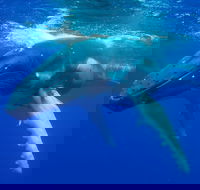 Dunsborough Whale Watching Eco Tour - Sydneys Hotel