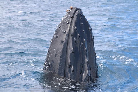 Jet Boat Whale Watching Safari From Dunsborough - Sydneys Hotel 1