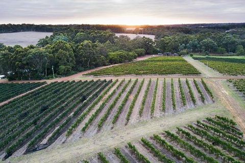 Vasse Felix Epicurean Tour And Tasting Experience With 5 Course Lunch - Sydneys Hotel 7