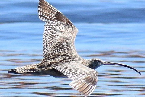 Mandurah Dolphin Island Adventure - Sydneys Hotel 7