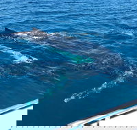Busselton Whale Watching