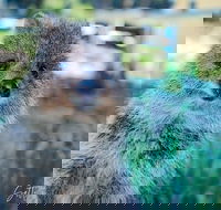 Snorkel and Visit the gorgeous Rottnest Island