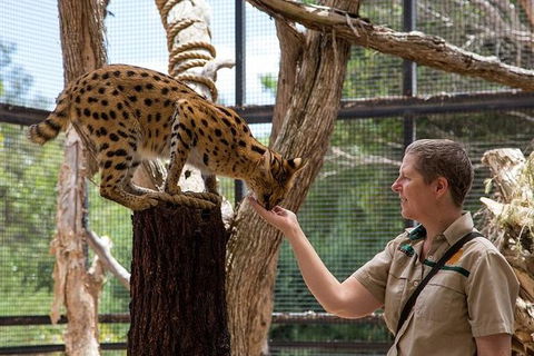 African Cat Encounter At Werribee Open Range Zoo - Sydneys Hotel 1