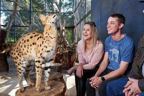 African Cat Encounter At Werribee Open Range Zoo - Sydneys Hotel 5