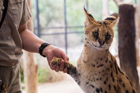 African Cat Encounter At Werribee Open Range Zoo - Sydneys Hotel 3