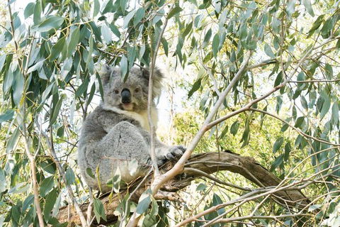 Ultimate Reverse Direction - 12 Apostles, Great Ocean Road - Small Group Tour - Sydneys Hotel 7