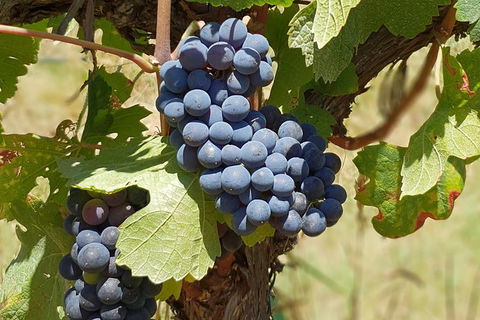 Wine Tasting Tour In The Yarra Valley - Sydneys Hotel 1