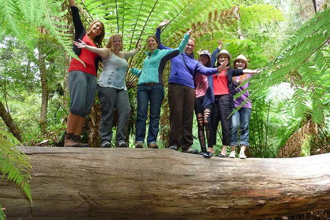 Mt Field National Park Active Day-Trip Including Bonorong And Mt Wellington - Sydneys Hotel 4