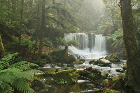 Mt Field National Park Active Day-Trip Including Bonorong And Mt Wellington - Sydneys Hotel 10