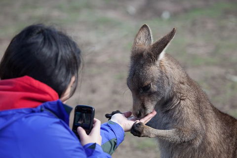 Mt Field National Park Active Day-Trip Including Bonorong And Mt Wellington - Sydneys Hotel 14