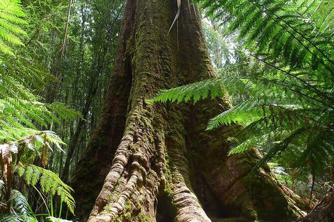 Mt Field National Park Active Day-Trip Including Bonorong And Mt Wellington - Sydneys Hotel 11