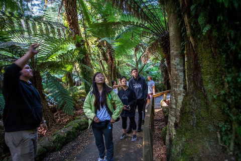 Mt Field National Park Active Day-Trip Including Bonorong And Mt Wellington - Sydneys Hotel 5