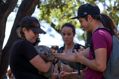Mt Field National Park Active Day-Trip Including Bonorong And Mt Wellington - Sydneys Hotel 13