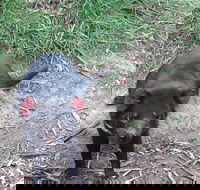 Private Bonorong Wildlife Sanctuary and Richmond 5 Hour Trip from Hobart - Sydneys Hotel