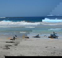 Kangaroo Island in a Day Tour from Adelaide - Sydneys Hotel
