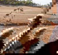 Monarto Safari Park General Admission Ticket - Sydneys Hotel
