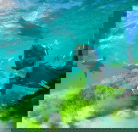 Half-Day Sea Lion Snorkeling Tour from Port Lincoln - Sydneys Hotel