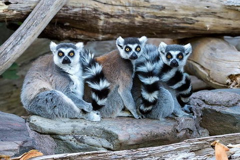 Adelaide Zoo Behind The Scenes Experience: Lemur Feeding - Sydneys Hotel 1
