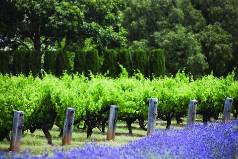 Ultimate Penfolds Magill Estate Experience - Sydneys Hotel 4