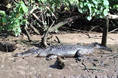 Daintree - Cape Tribulation & Atherton Tablelands Tours From Port Douglas - Sydneys Hotel 24