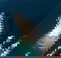 Hervey Bay Whale Watching Experience