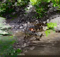 Whitsunday Crocodile Safari including Lunch