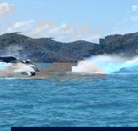 Whitsundays Whale Watching Cruise from Airlie Beach