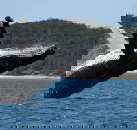 Hervey Bay Ultimate Whale Watching Cruise