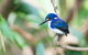 Daintree River Dawn Cruise - thumb 12