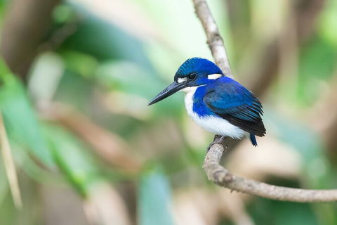 Daintree River Dawn Cruise - Sydneys Hotel 12